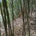 苦竹