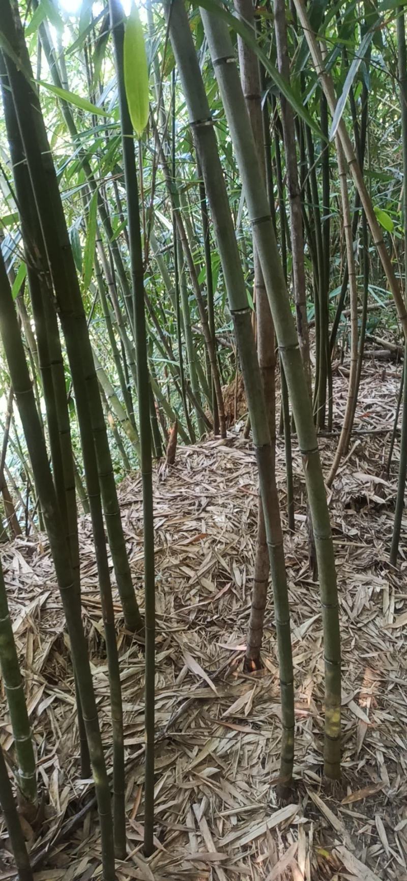 苦竹