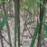 苦竹