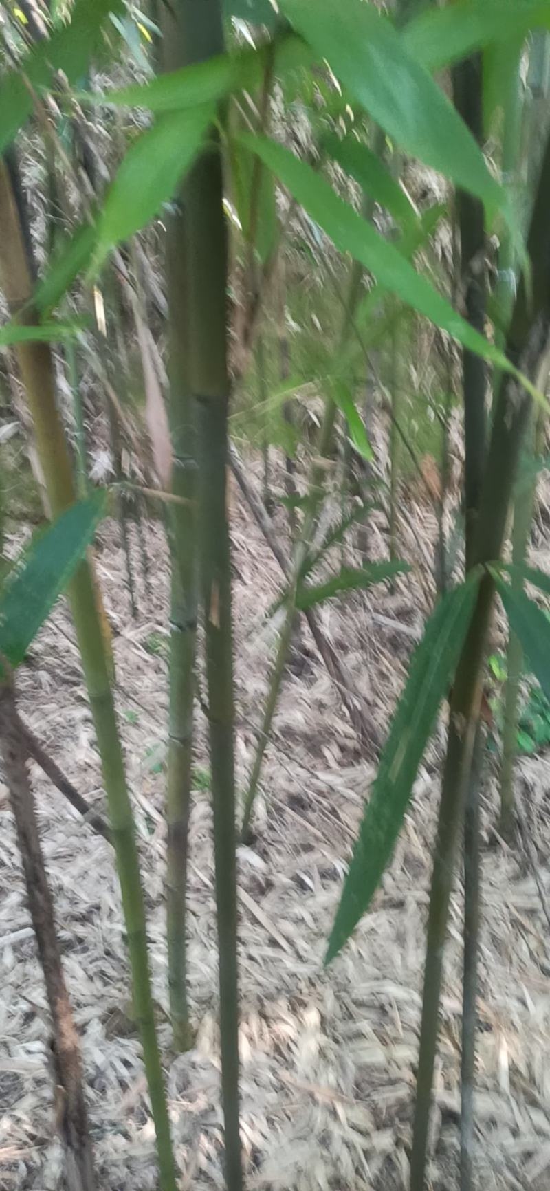 苦竹