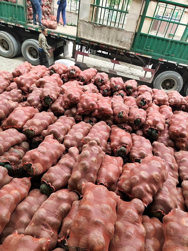 贝贝南瓜大量有货大量上市价格美丽一件对接电商商超