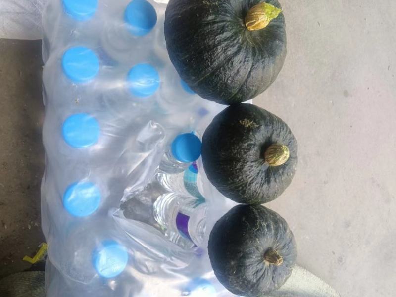 贝贝南瓜大量有货大量上市价格美丽一件对接电商商超