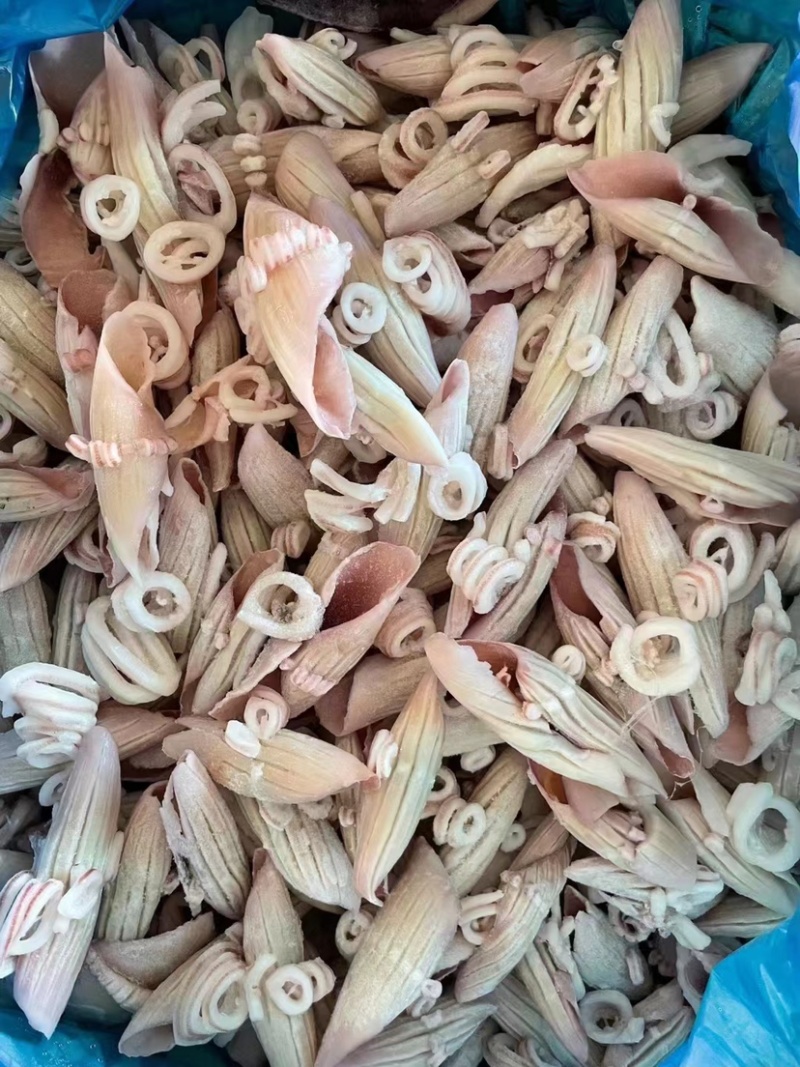 火剑鱿鱼