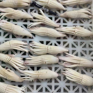 火剑鱿鱼