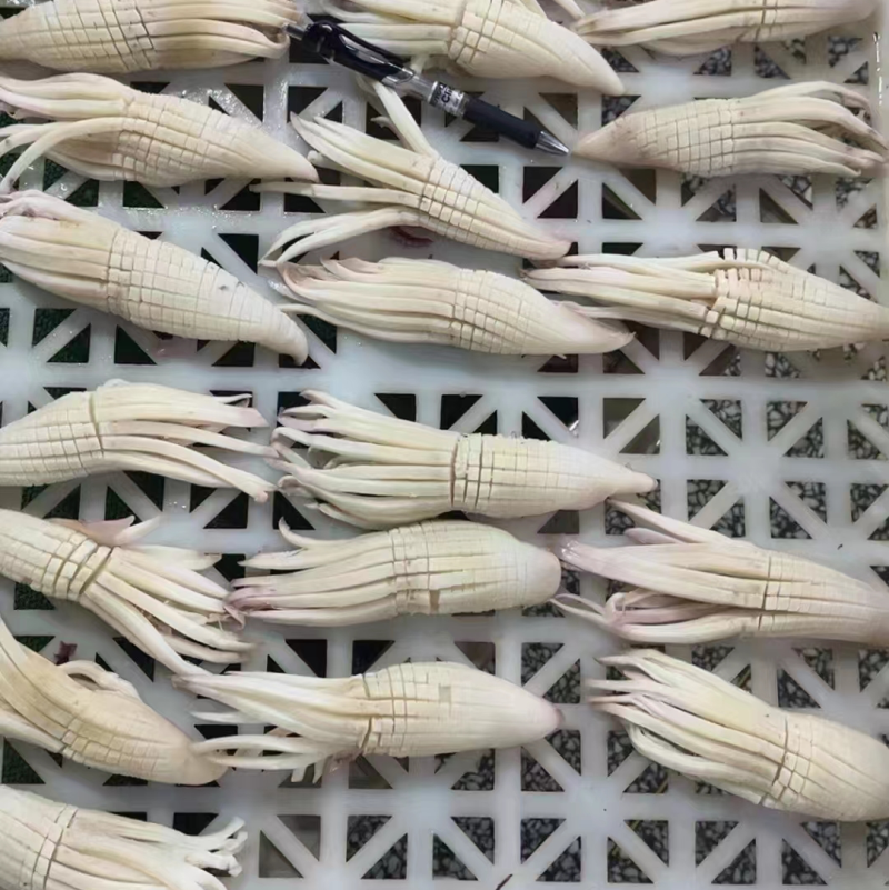 火剑鱿鱼