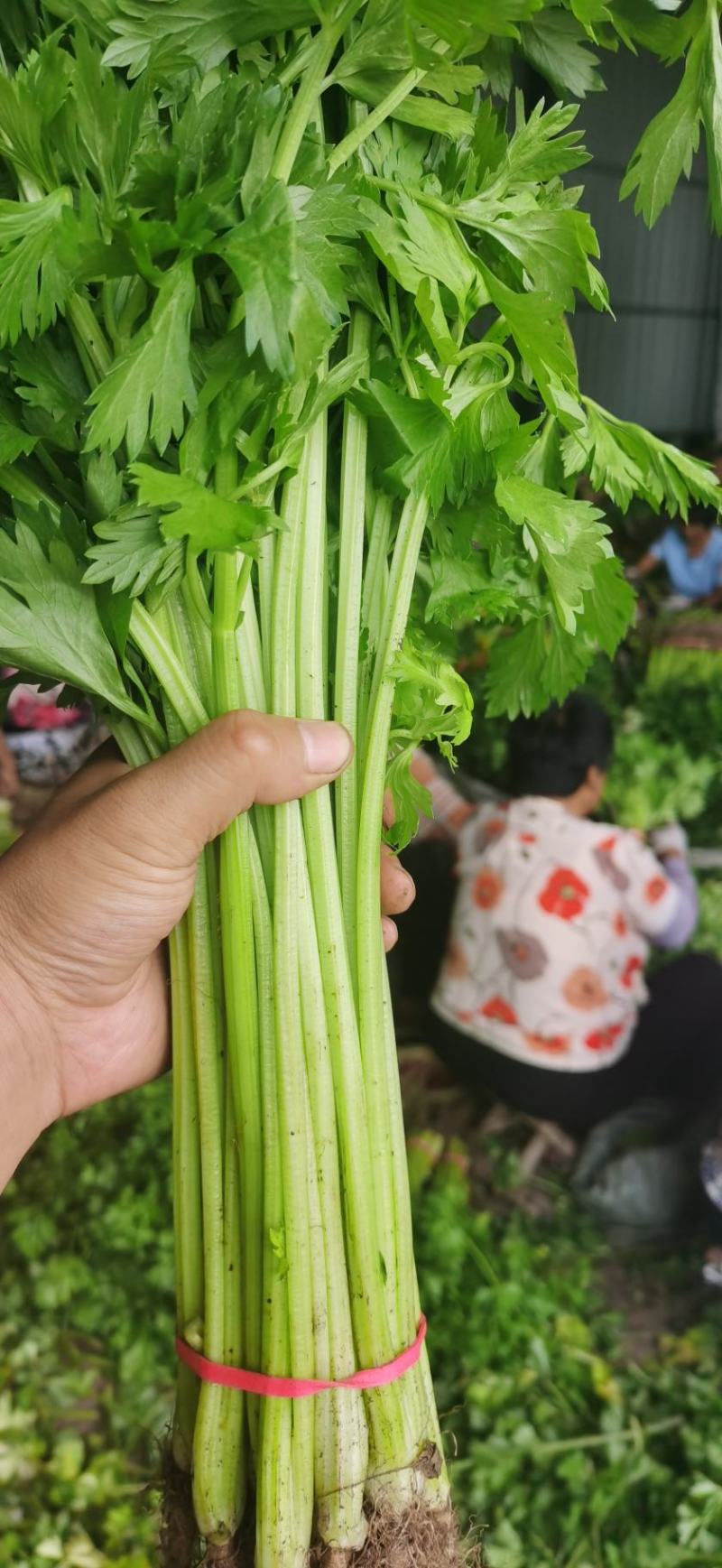 大量提供精品香芹翠绿色。每天大量有货