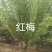 紫荆