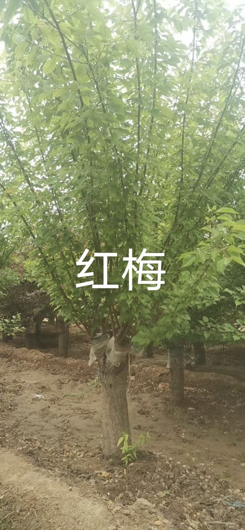 紫荆