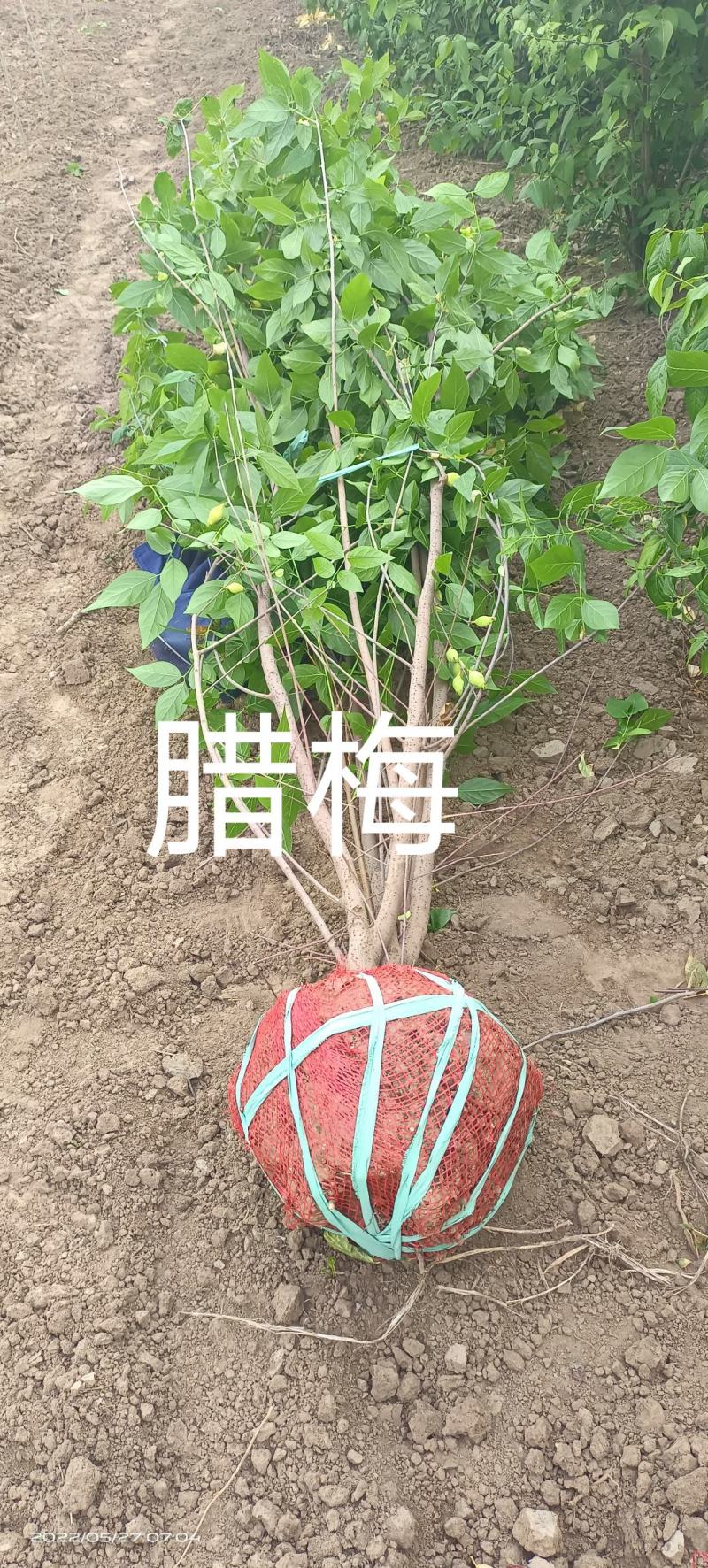 紫荆