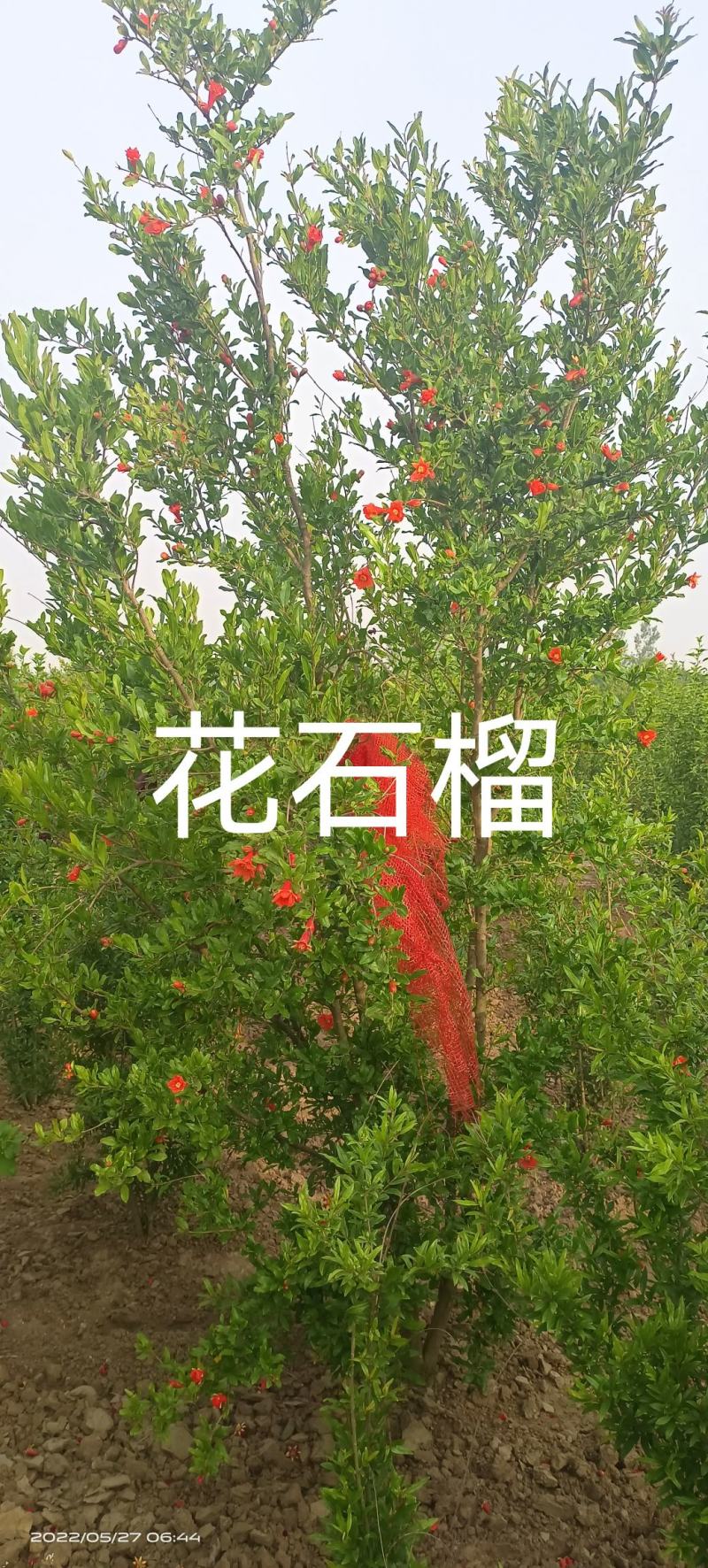 紫荆