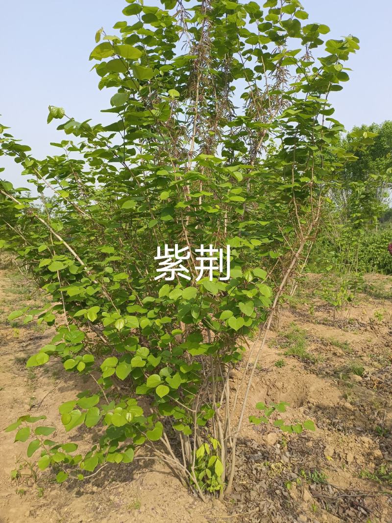 紫荆