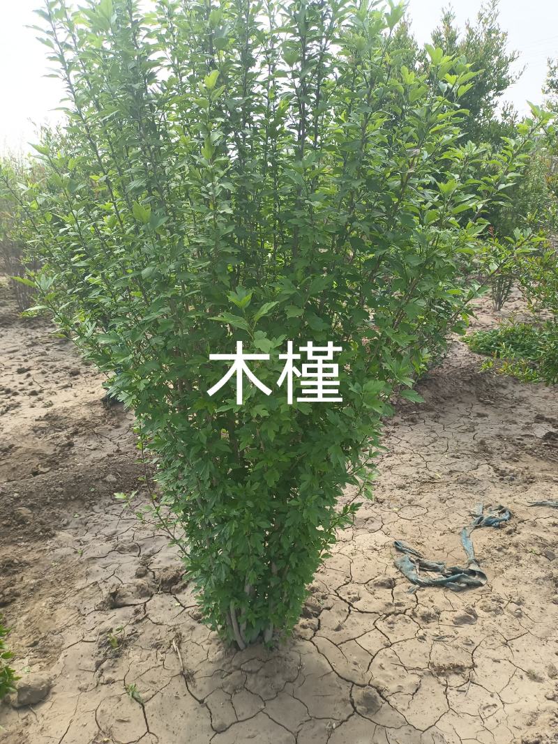 紫荆