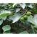 桐籽种植榨油原料