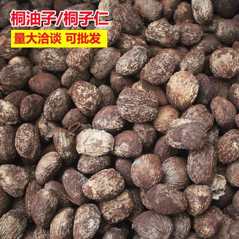 桐籽种植榨油原料