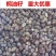 桐籽种植榨油原料