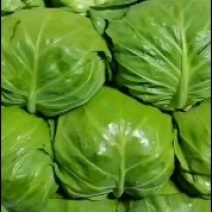 精品甘蓝，中甘甘蓝，绿甘蓝！