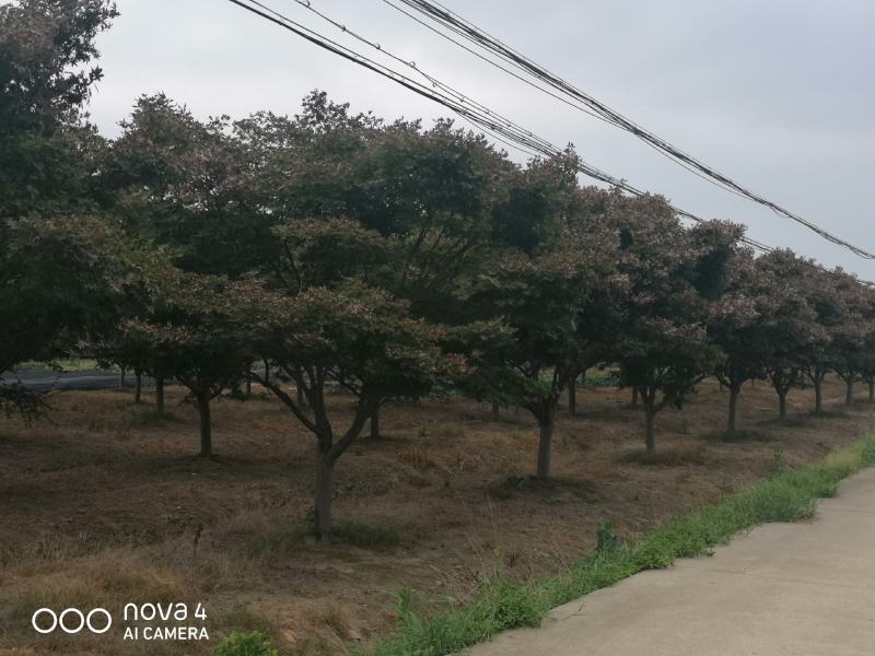 各种规格造型女贞量大从优自己苗圃一手货源期待您的合作