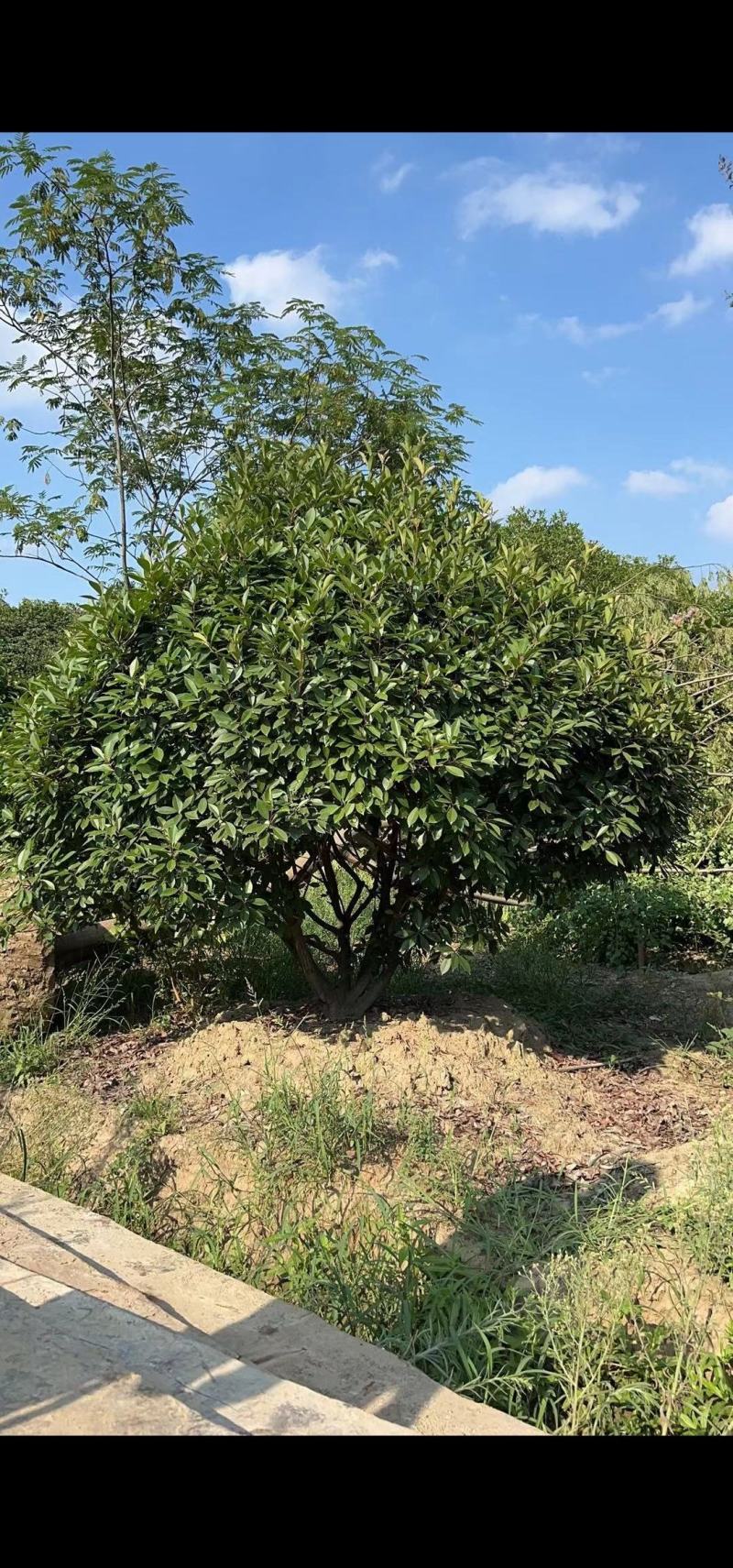 各种规格造型女贞量大从优自己苗圃一手货源期待您的合作