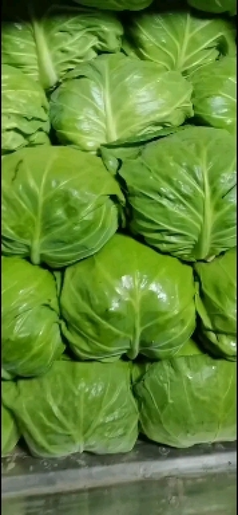 精品甘蓝，中甘甘蓝，绿甘蓝！