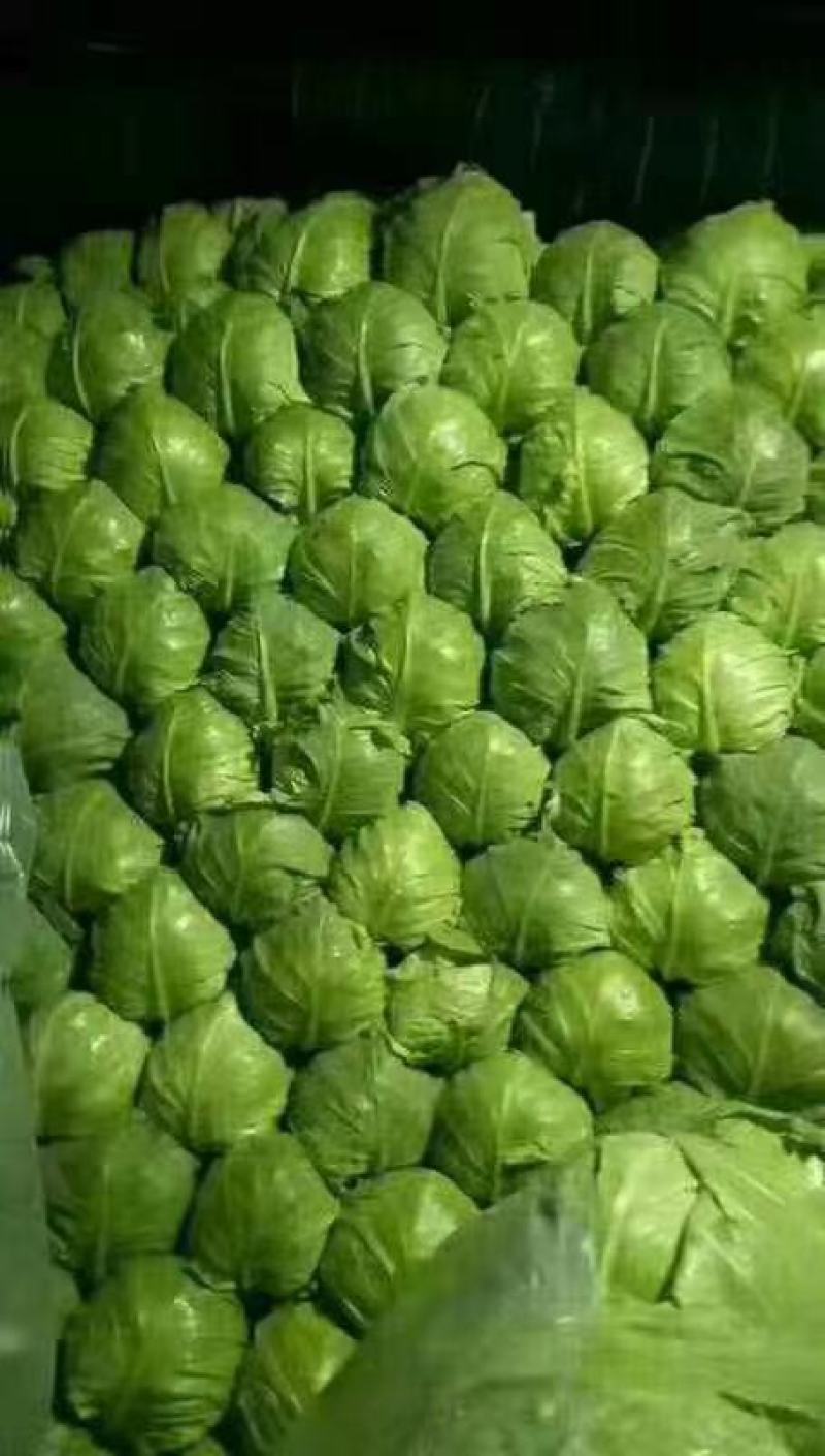精品甘蓝，中甘甘蓝，绿甘蓝！