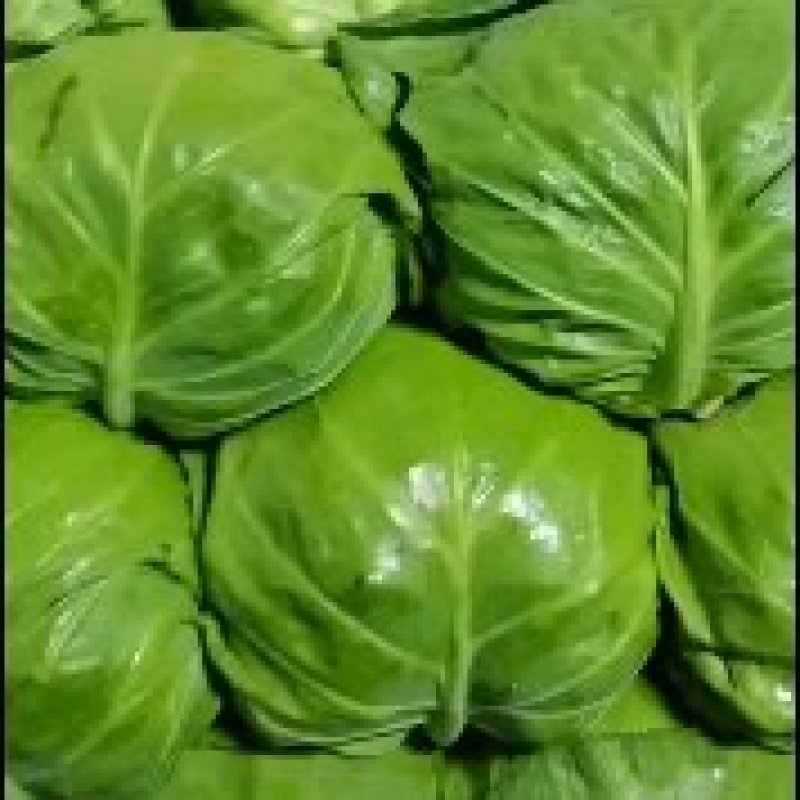 精品甘蓝，中甘甘蓝，绿甘蓝！