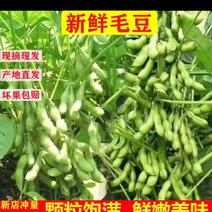 安徽阜阳新鲜毛豆带壳大量上市市场货