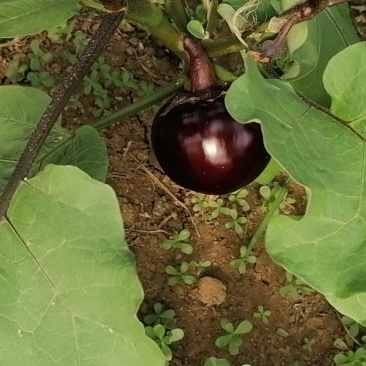 大量蔬菜上市