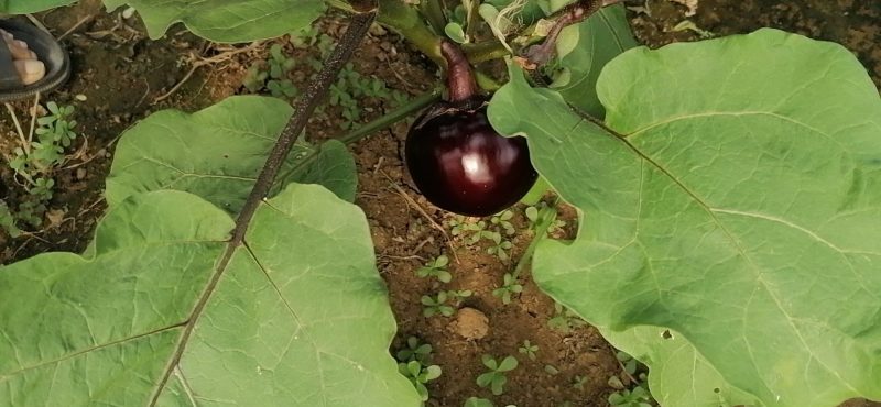 大量蔬菜上市