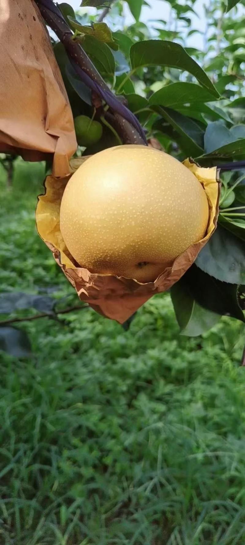 丰水梨大量上市含糖量高