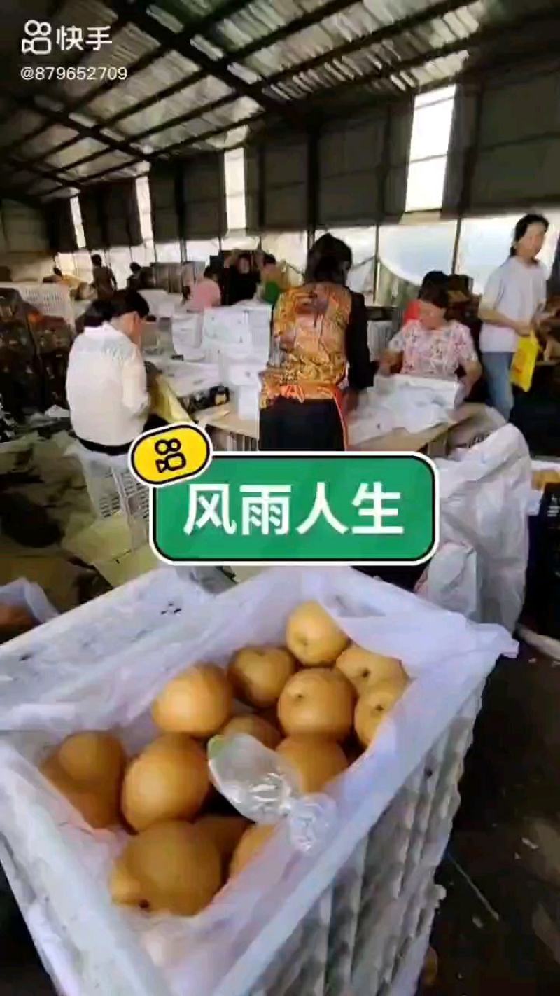 丰水梨大量上市含糖量高