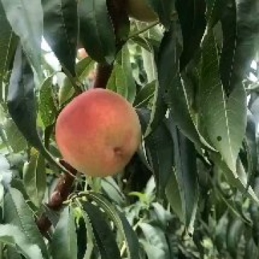 秋彤大量上市