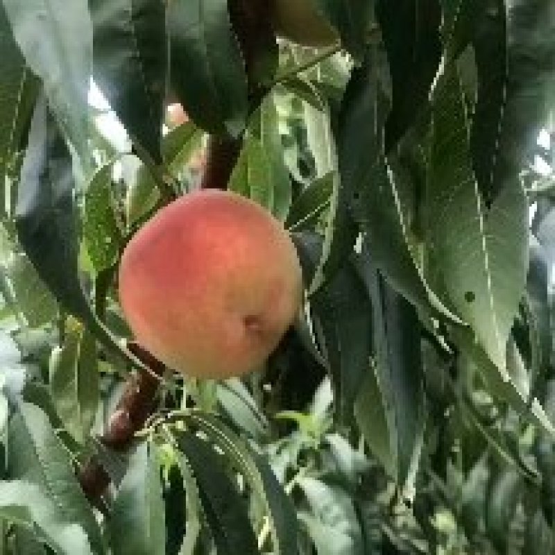 秋彤大量上市