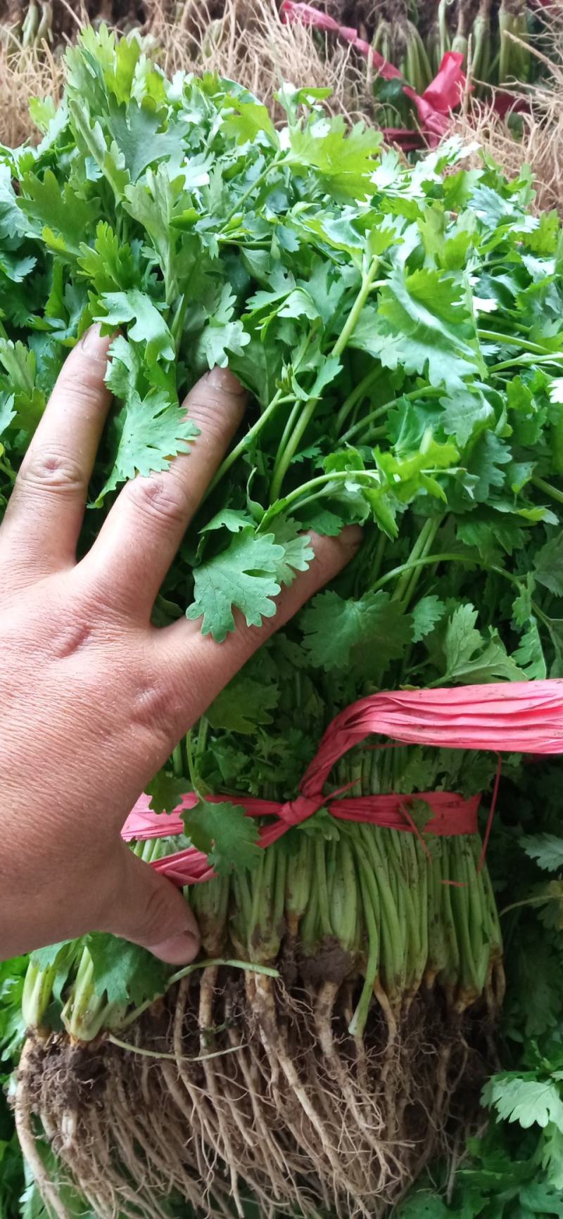 露地香菜色黑叶厚质量优种植面积万亩可常年供应