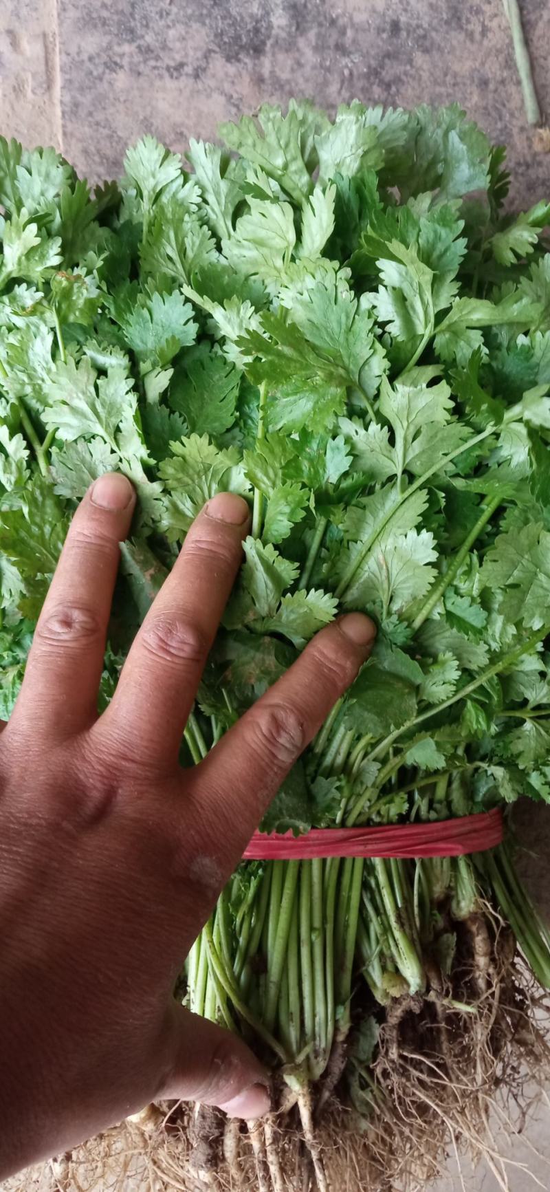 露地香菜色黑叶厚质量优种植面积万亩可常年供应