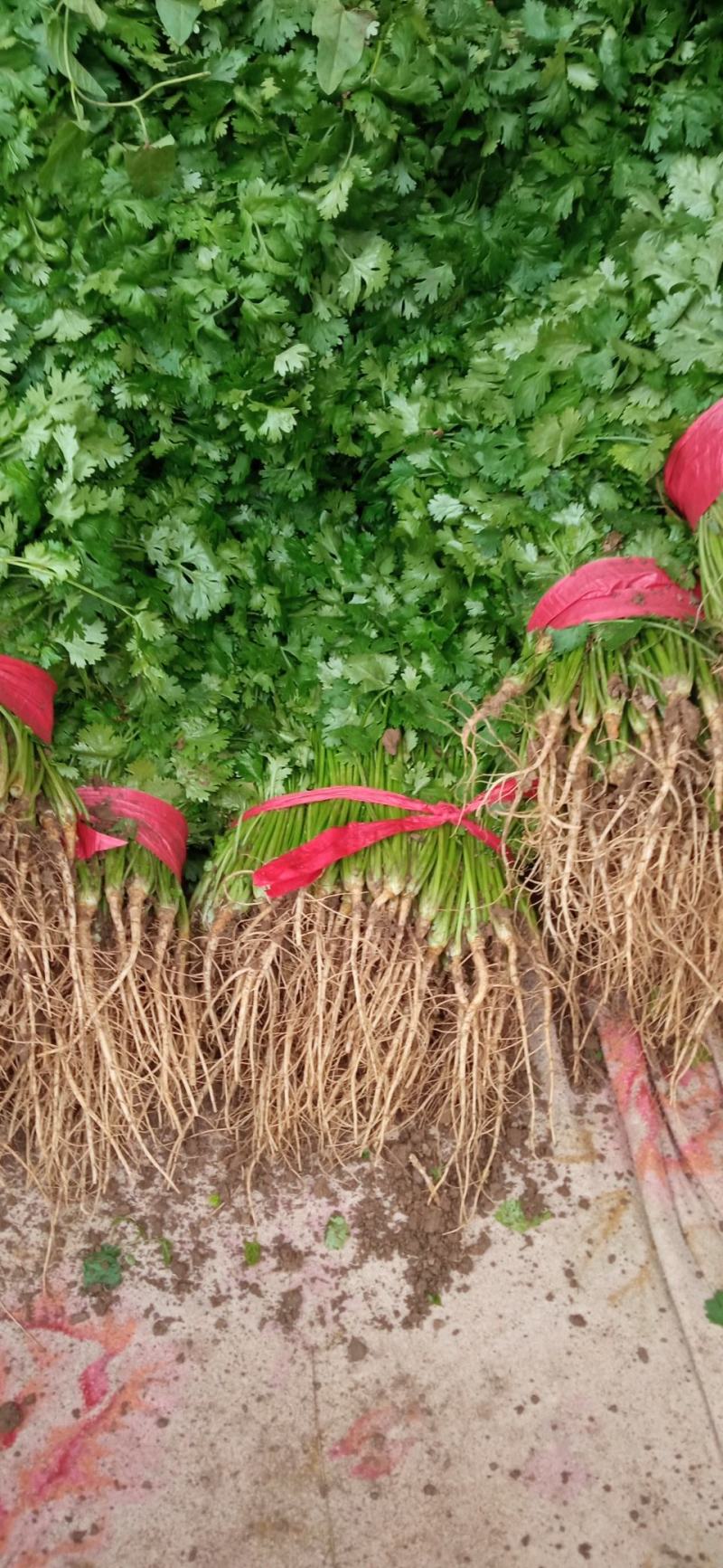 露地香菜色黑叶厚质量优种植面积万亩可常年供应