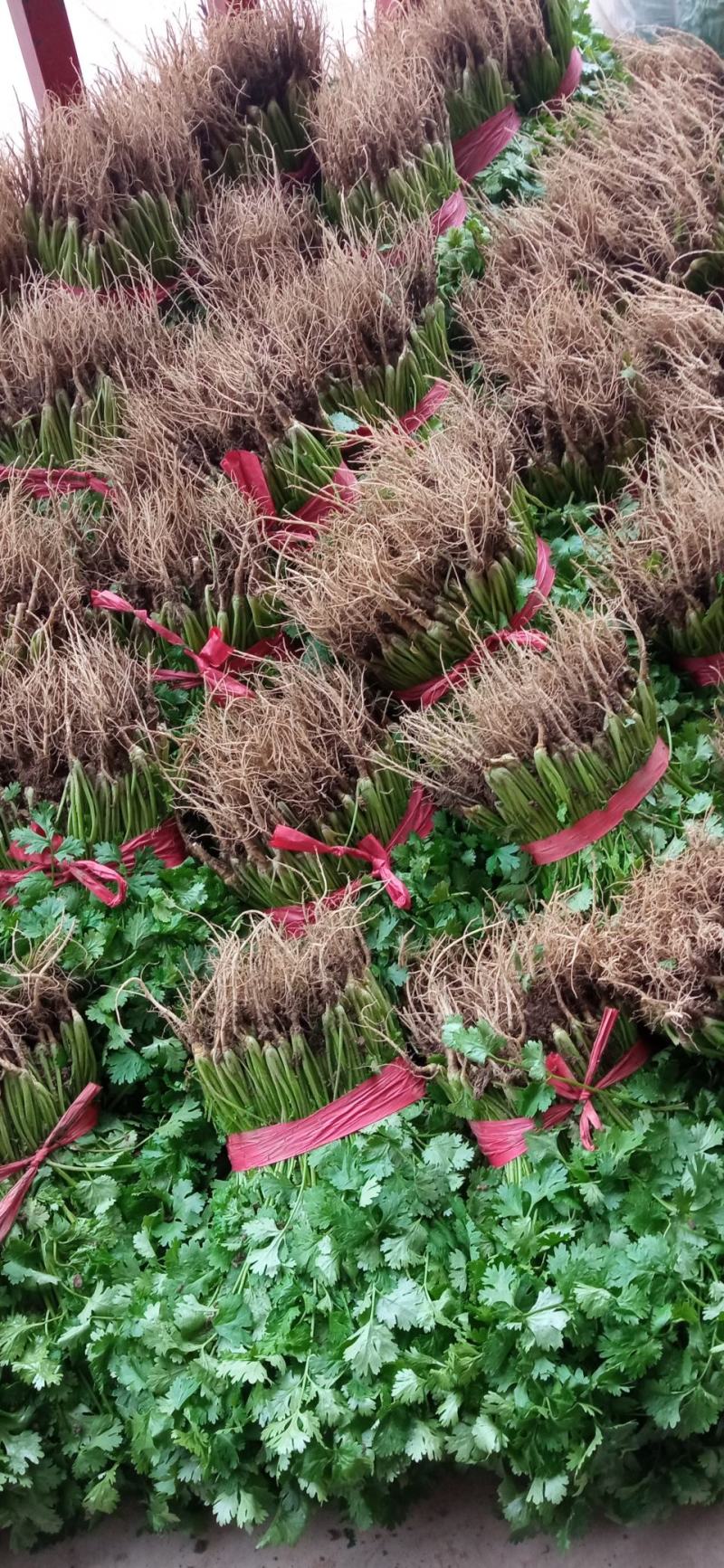 露地香菜色黑叶厚质量优种植面积万亩可常年供应