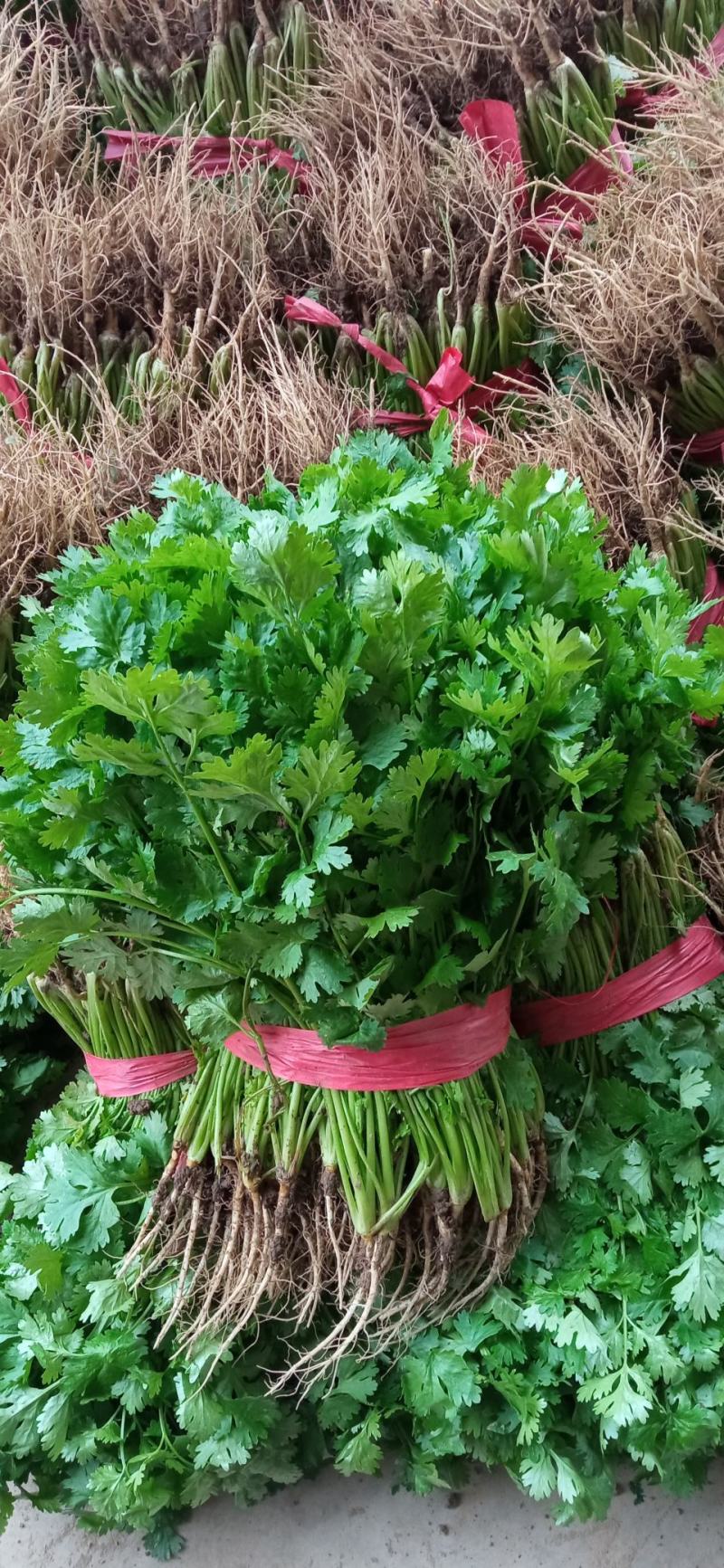 露地香菜色黑叶厚质量优种植面积万亩可常年供应