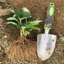宁玉草莓苗大叶宁玉草莓苗脱毒无水淹签订合同现地起苗