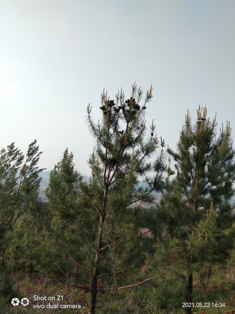 自家东北红松塔占地1000亩