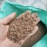 柏树籽柏树种子