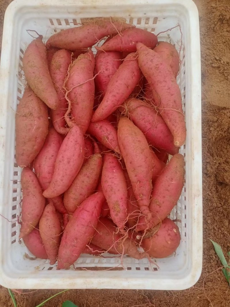 薯柘甜沙地红薯万亩基地山东潍坊安丘市柘山镇