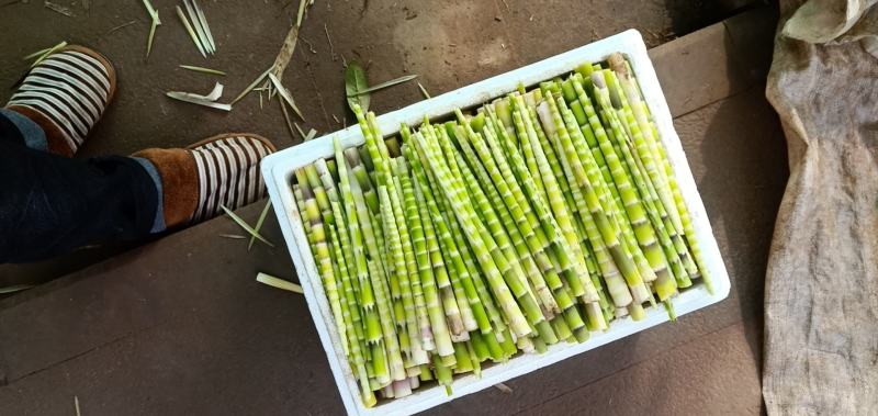 8月笋带壳去壳青杆笋