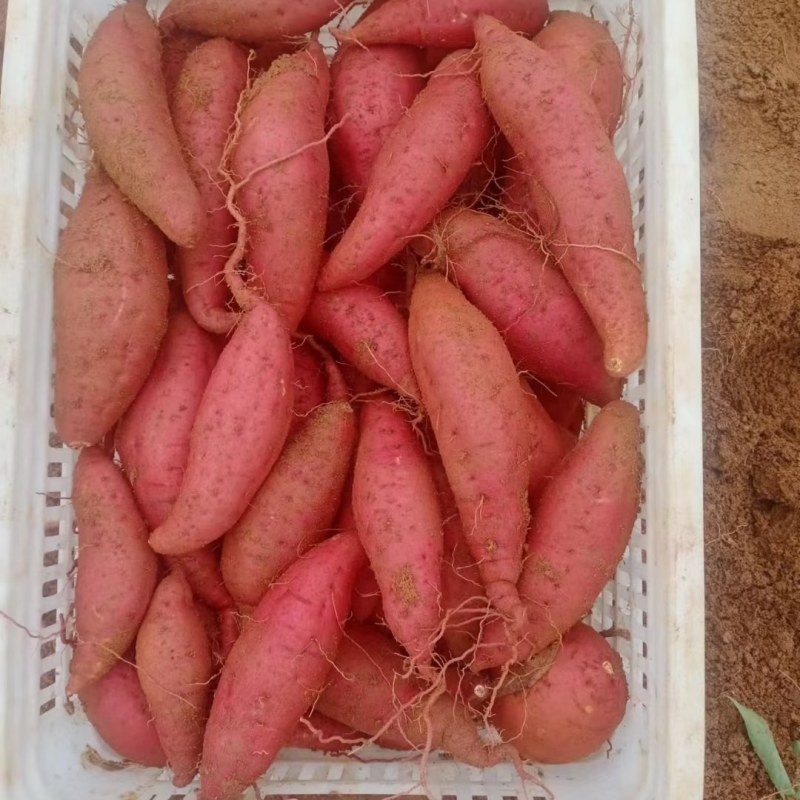 薯柘甜沙地红薯万亩基地山东潍坊安丘市柘山镇