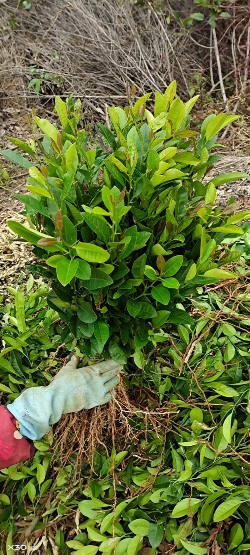 【柠檬苗】柠檬小苗土柠檬大小苗红芽柠檬大小苗