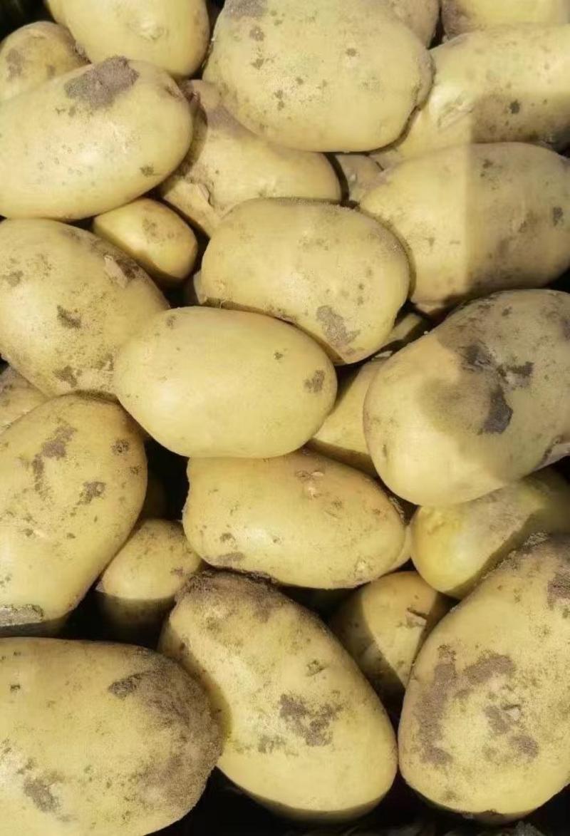 土豆，黄心土豆，三两起步，常年供应。品质好，现货供应