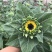 浙江海宁花卉基地直发向日葵鲜花鲜切花批发