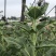 浙江海宁花卉基地直发向日葵鲜花鲜切花批发