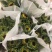 浙江海宁花卉基地直发向日葵鲜花鲜切花批发