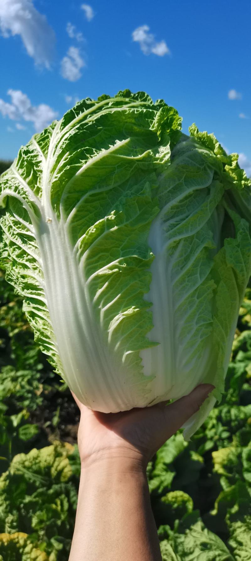 东北黄心大白菜，适合走市场菜，酸菜厂，泡菜厂4567斤