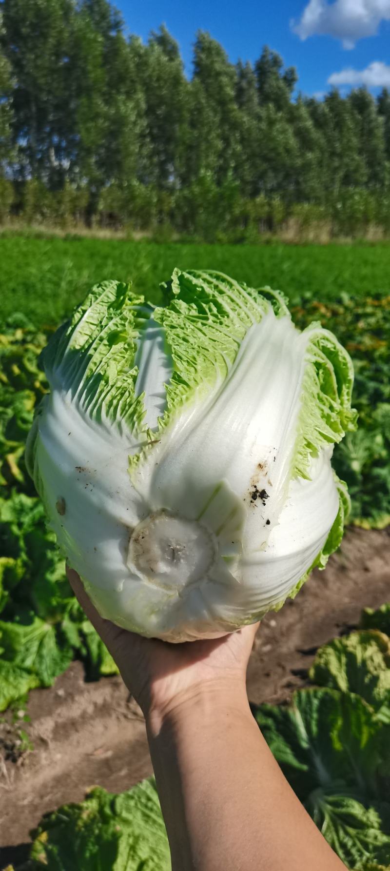 东北黄心大白菜，适合走市场菜，酸菜厂，泡菜厂4567斤